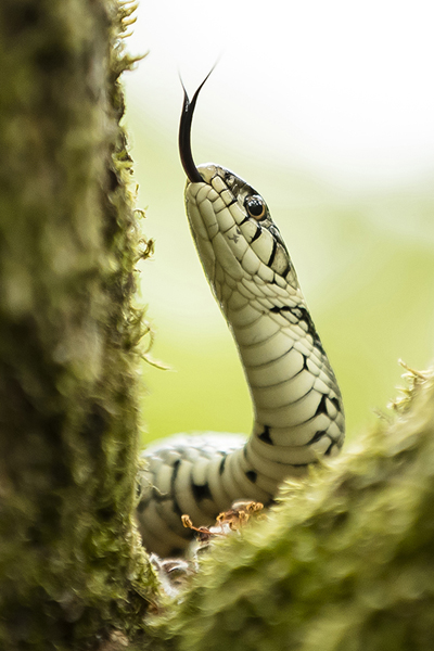 BWPA 2017 Highly Commended - 'Grass Snake' by Norman Watson