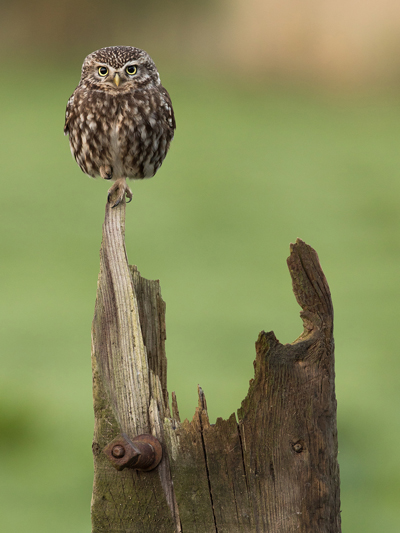 BWPA 2017 Highly Commended - 'Little Owl' by Ian Watson