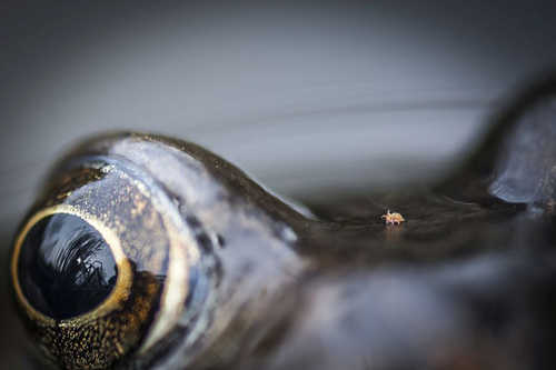 BWPA 2015 Close to nature Winner - Mite Walking in Frog Valley by Chris Speller