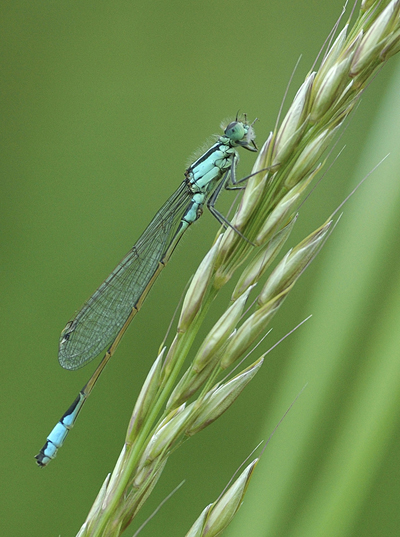 BWPA 2015 Under 12 years Winner - 'Blue-tailed Damselfly' by Max Eve