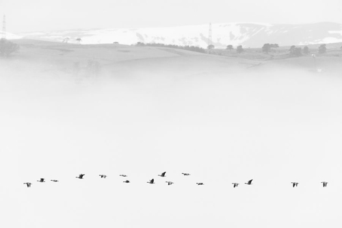 BWPA 2015 British nature in black and white Winner - Pink-footed Geese in Mist by Terry Whittaker