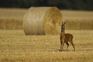 BWPA 2015 British Seasons Winner - ‘Roe Deer in four Seasons’ - Autumn by Kevin Sawford