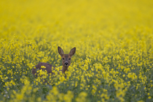 BWPA 2015 British Seasons Winner - Roe Deer in four Seasons - Spring by Kevin Sawford