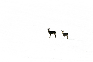 BWPA 2015 British Seasons Winner - ‘Roe Deer in four Seasons’ - Winter by Kevin Sawford