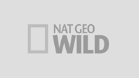 Nat Geo WIld