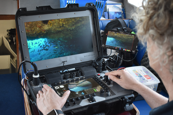 Boxfish Research
