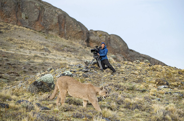 Bertie Gregory films a puma in Patagonia