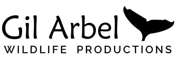 Gil Arbel