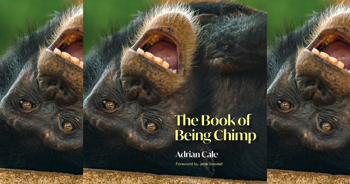 The Book of Being Chimp by Adrian Cale	with a foreword by Dr Jane Goodall