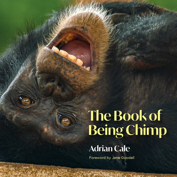 The Book of Being Chimp by Adrian Cale with a foreword by Dr Jane Goodall