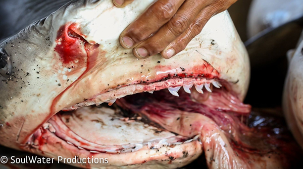 A Fish Full of Dollars - A Film by Adrienne Gittus/Soulwater Productions