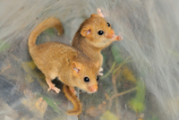 BWPA Documentary Winner - Hazel Dormouse Monitoring by Nick Upton