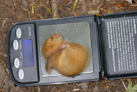 BWPA Documentary Winner - Hazel Dormouse Monitoring by Nick Upton