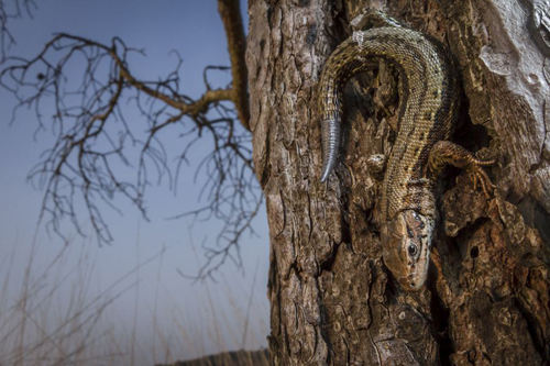 BWPA 2015 Animal portraits Winner - ‘Common Lizard’ by William Harvey