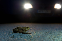 BWPA 2015 Documentary series Winner - ‘Toads on Roads’ by David Pressland