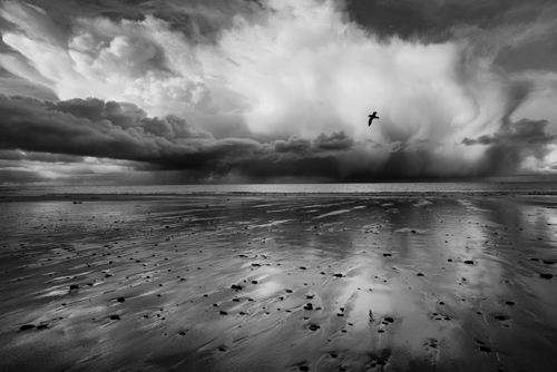 BWPA 2016 Nature in Black and White Highly Commended - Raymond Besant