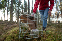 BWPA 2017 Documentary series Winner - Translocation of Red Squirrels by Peter Cairns
