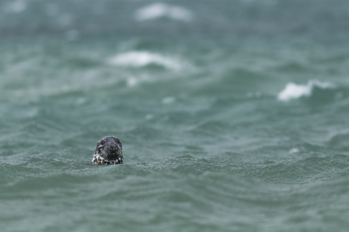 BWPA 2018 Documentary series Winner - Rehabilitated Grey Seals Being Released into the Wild by Ben Watkins