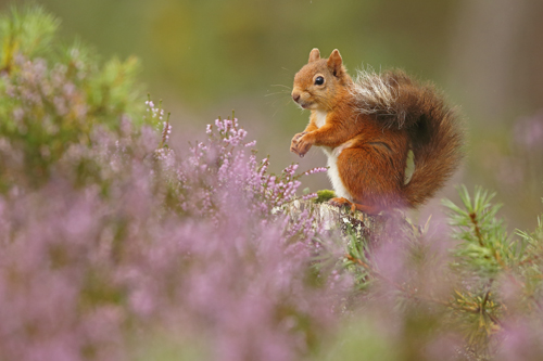 BWPA 2018 British Seasons - Seasonal Scottish Red Squirrels by Neil Mcintyre