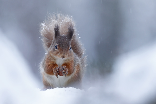 BWPA 2018 British Seasons - Seasonal Scottish Red Squirrels by Neil Mcintyre