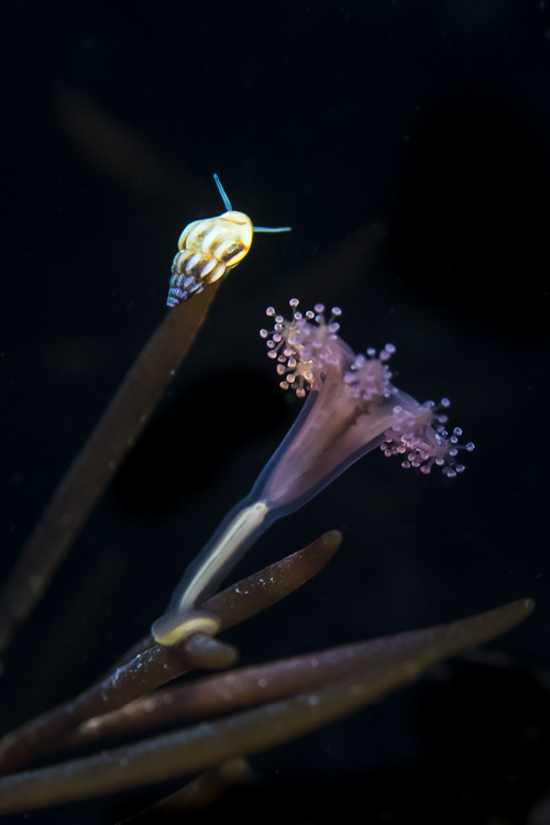 BWPA 2019 - PAUL PETTITT – Stalked Jellyfish and Rissoa Snail, Kimmeridge Bay, Dorset