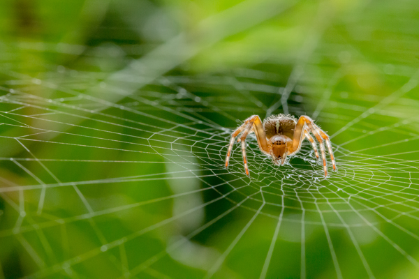 BWPA 2019 - ALAN SMITH – Garden Spider, Back garden, Reading, Berkshire
