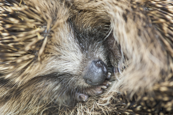 BWPA 2019 - LAWRIE BRAILEY – Britain’s Most Loved Mammal (European hedgehog) Cornwall