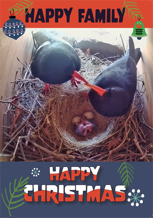 Chuffed to be Back Xmas Card