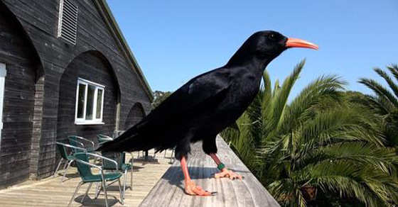 Chuffed to be Back Promo