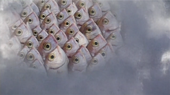 Man, wildlife and the Mediterranean - Brock Initiative