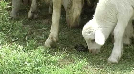 Man, wildlife and the Mediterranean - Brock Initiative