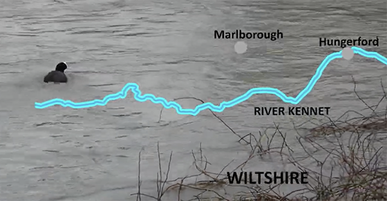 Super Stream or Not? - Brock Initiative