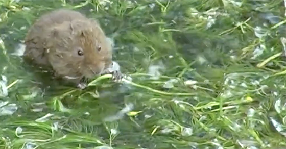 Super Stream or Not? - Brock Initiative