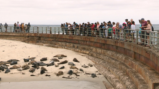 Ireland Wildlife Film Festival 2019 - Children's Pool