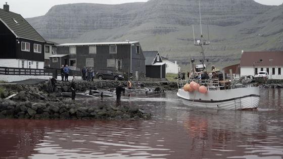 Ireland Wildlife Film Festival 2019 - The Grind Message
