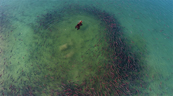 Ireland Wildlife Film Festival 2020 - Sockeye Salmon Red Fish