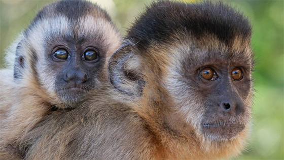 Ireland Wildlife Film Festival 2020 - Capuchin Culture