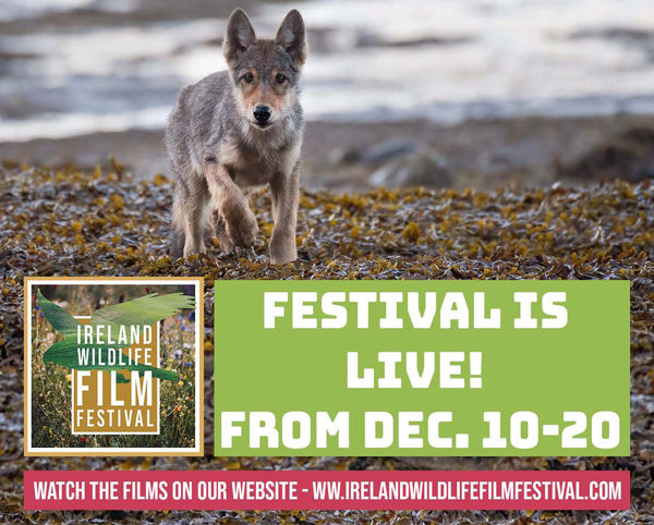 Ireland Wildlife Film Festival 2022