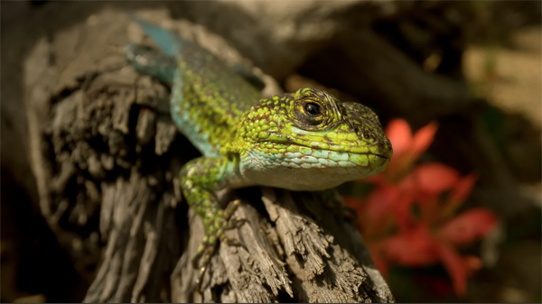 Ireland Wildlife Film Festival 2023 � The Last Stand