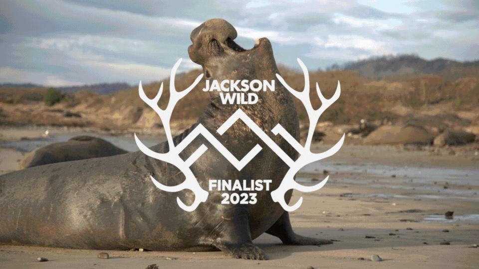 Jackson Wild 2023 Finalists Announced!