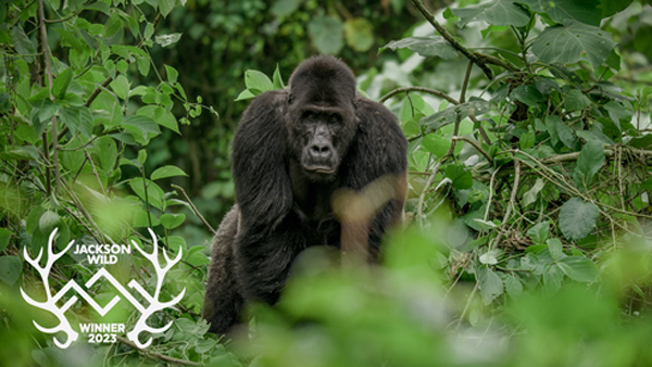 Jackson Wild 2023 Winners Announced  Grand Teton Award: Silverback