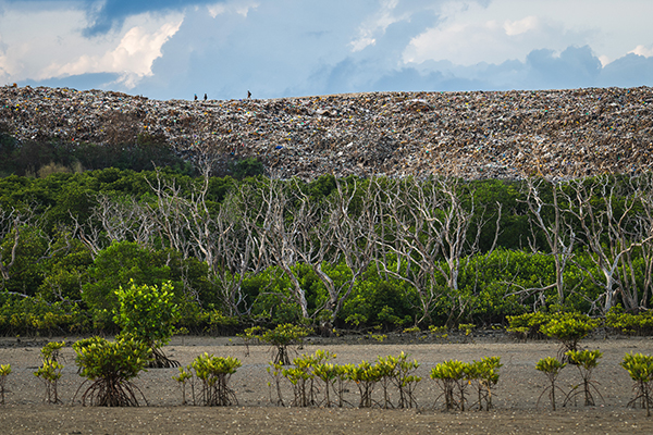 Threats Winner: �Paradise Buried� by Tom Quinney - Not far from Bali�s airport and tourist beaches, I came across this mountain of waste towering behind one of the island�s struggling mangrove forests. Young shoots rise while dead trunks mark where others failed. The scene is a quiet warning�of resilience under threat and of what lies just out of frame in paradise. I took this photo to show the uneasy edge where mass tourism, urban waste, and vital ecosystems collide.