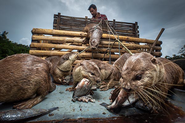 People, Livelihoods WINNER - Bhoben Biseash and his Otters by Freddie Claire, Bangladesh - The otters get their reward for a busy morning of fishing