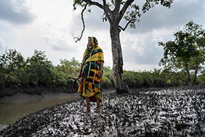 Conservation Stories WINNER - A Woman�s Fight in the Sundarbans Mangrove Forest
by Mohammad Rakibul Hasan, Bangladesh - The Sundarbans, the world's largest mangrove forest, spans around 140,000 hectares across the Ganges, Brahmaputra, and Meghna deltas, primarily in Bangladesh. This UNESCO World Heritage site is home to diverse wildlife, including the Royal Bengal Tiger. However, climate change poses severe threats, with rising sea levels, salinity, and cyclones damaging the forest and displacing communities. Women face health challenges due to salinity and poor resources, while frequent natural disasters disrupt lives and livelihoods. Sustainable efforts are crucial to preserve this ecological treasure and support its resilient inhabitants.