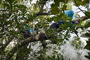 Conservation Stories WINNER - A Woman&rsquo;s Fight in the Sundarbans Mangrove Forest
by Mohammad Rakibul Hasan, Bangladesh - The Sundarbans, the world's largest mangrove forest, spans around 140,000 hectares across the Ganges, Brahmaputra, and Meghna deltas, primarily in Bangladesh. This UNESCO World Heritage site is home to diverse wildlife, including the Royal Bengal Tiger. However, climate change poses severe threats, with rising sea levels, salinity, and cyclones damaging the forest and displacing communities. Women face health challenges due to salinity and poor resources, while frequent natural disasters disrupt lives and livelihoods. Sustainable efforts are crucial to preserve this ecological treasure and support its resilient inhabitants.