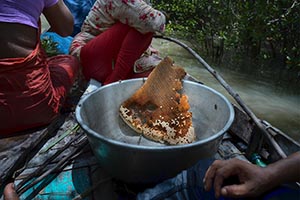 Conservation Stories WINNER - A Woman&rsquo;s Fight in the Sundarbans Mangrove Forest
by Mohammad Rakibul Hasan, Bangladesh - The Sundarbans, the world's largest mangrove forest, spans around 140,000 hectares across the Ganges, Brahmaputra, and Meghna deltas, primarily in Bangladesh. This UNESCO World Heritage site is home to diverse wildlife, including the Royal Bengal Tiger. However, climate change poses severe threats, with rising sea levels, salinity, and cyclones damaging the forest and displacing communities. Women face health challenges due to salinity and poor resources, while frequent natural disasters disrupt lives and livelihoods. Sustainable efforts are crucial to preserve this ecological treasure and support its resilient inhabitants.