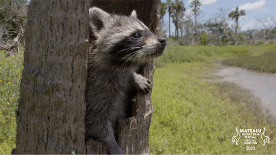 Matsalu Nature Film Festival 2022 &ndash; Raccoons, Survival Warriors