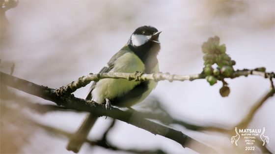 Matsalu Nature Film Festival 2022 &ndash; Superbirds - The Secret Life Of Tits
