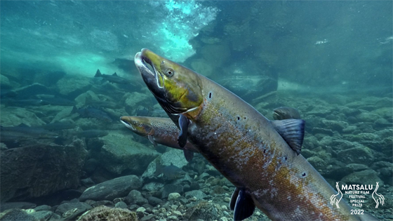 Matsalu Nature Film Festival 2022 – Kingdom of Fish Ep 1 - The River