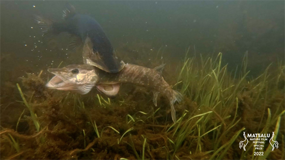 Matsalu Nature Film Festival 2022 &ndash; Kingdom of Fish Ep 2 - The Lake